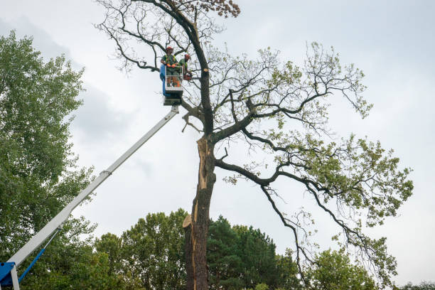 Tree Service Company in Langdon, ND